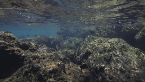 Peanut-Island-Park-underwater-view-of-rocks-and-fish-under-surface