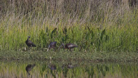 Glossy-Ibises-eating-in-small-grassland-with-water-reflection