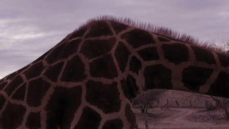 Giraffe-Beugte-Sich-über-Das-Essen-Bei-Sonnenuntergang-–-Seitenansicht-Des-Körpers-Und-Hautstruktur