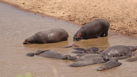 Hippopotamus-In-The-Lake-At-Masai-Mara-National-Reserve,-Kenya,-East-Africa