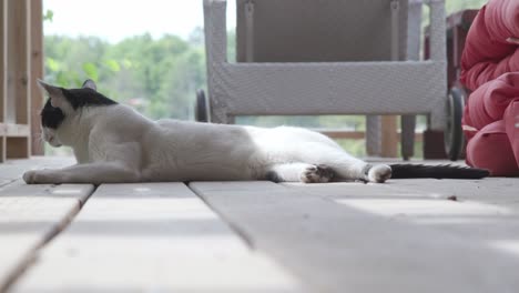 Vorderansicht-Aus-Der-Tiefwinkelansicht-Einer-Schwarz-weißen-Katze,-Die-Sich-Tagsüber-Auf-Dem-Boden-Entspannt,-Mit-Verschwommenem-Hintergrund