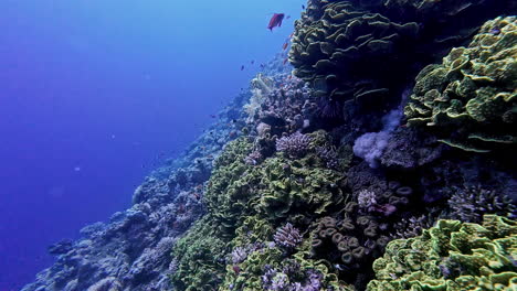 Underwater-colorful-coral-reef,-small-fish-at-bottom-of-ocean,-calm-real-aquarium