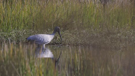 Wood-stork-wading-through-water-slow-motion-takeoff