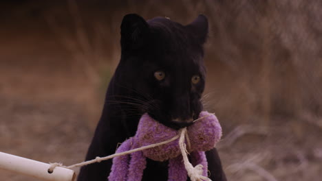 Black-Leopard-holding-chew-toy-in-mouth-in-wildlife-reserve---medium-shot