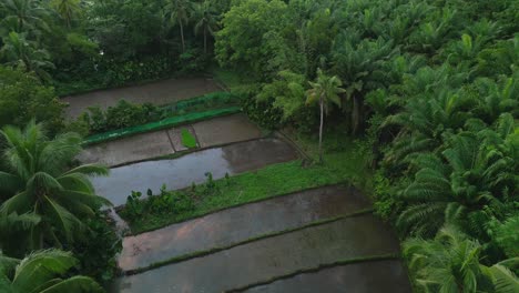 Flying-above-palm-trees-over-small-rice-field-segments-near-forest,-Philippines