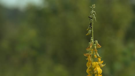 Two-black-ants-crawling-on-a-yellow-flower-stalk_macro-shot