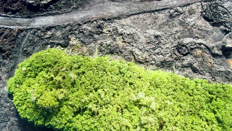 Aerial-lush-green-vegetation-and-volcanic-rock-formation,-drop-down-view-of-Hawaii,-USA
