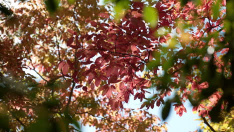 Close-up-of-colorful-leaves-on-a-tree-in-the-changing-fall-season,-looking-up-pov
