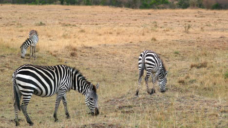Cebras-Pastando-En-La-Reserva-Nacional-De-Masai-Mara,-Kenia---Plano-Amplio