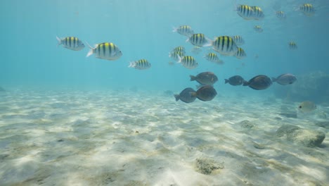 Underwater-view-of-Sergeant-Major-fish-and-tangs-swimming-along-tropical-ocean-floor