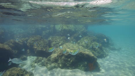 Unterwasseransicht-Tropischer-Fische-Auf-Peanut-Island,-Florida