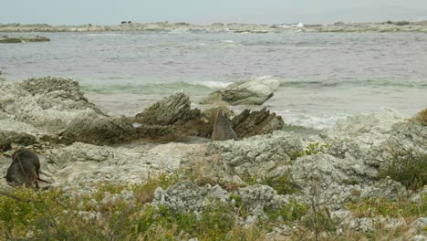 Curious-Seal:-Adorable-seal-gazes-upwards,-captivated-by-breaking-waves-in-the-charming-coastal-backdrop