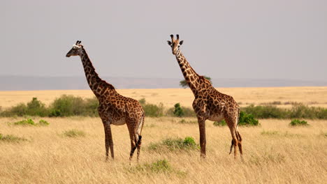 Jirafas-Paradas-En-La-Sabana-Africana,-Masai-Mara,-Kenia---Plano-Amplio