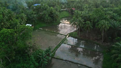 Rice-field-farm-in-exotic-location-among-palm-tree-forest,-Philippines
