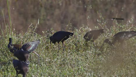 Glossy-Ibises-flock-eating-in-tall-grass