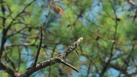 Grey-Bush-Chat-Bird-Perched-on-Pine-Branch-Turns-Around-and-Flies-Away