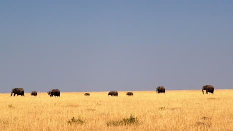 Distant-Herd-Of-Elephants-In-Savanah-Of-Maasai-Mara-National-Reserve,-Kenya,-East-Africa