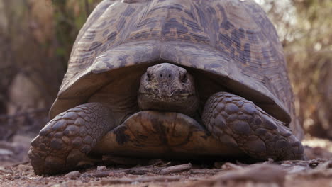 Leopard-tortoise-cautiously-looks-around-with-head-in-shell---wide-shot