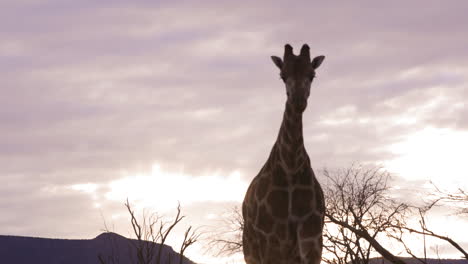 Majestätische-Giraffe,-Die-Auf-Die-Kamera-Zugeht,-Mit-Bergen-Und-Sonnenuntergang-Im-Hintergrund