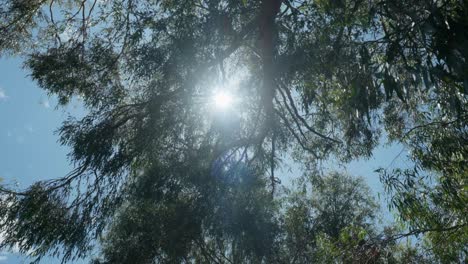 Fesselnder-Sonnenstrahl,-Der-Durch-üppiges-Laubwerk-In-Einer-Ruhigen-Waldumgebung-Dringt