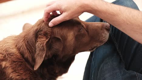 A-man-petting-his-brown-Labrador-dog