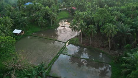 Malerische-Aussicht-Auf-Reisfelder-Inmitten-Des-Grünen-Tropischen-Dschungels,-Philippinen