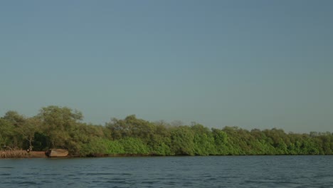 Tranquil-river-flowing-by-dense-green-mangrove-forest,-clear-blue-sky-above