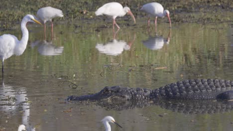 Alligator-Sitzt-Im-Flachwasser-Feuchtgebiet-Mit-Reihern-Und-Waldstörchen,-Die-Im-Hintergrund-Fressen