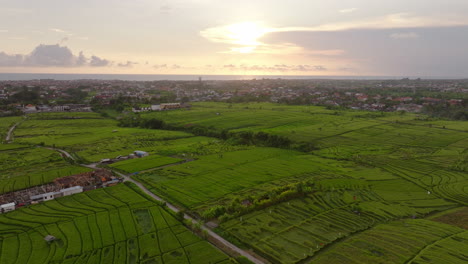 Green-rice-cultivated-fields-at-sunset,-Canggu,-Bali-in-Indonesia