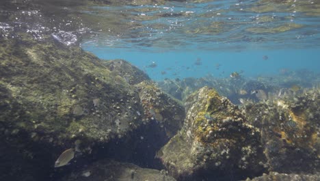 Unterwasseransicht-Der-Wasseroberfläche-Mit-Tropischen-Fischen,-Die-Entlang-Der-Felsigen-Landschaft-Schwimmen