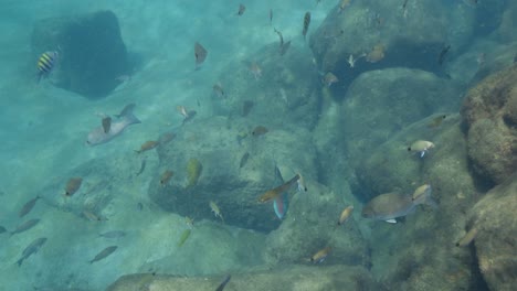 Underwater-view-of-blue-and-orange-parrotfish-swimming-along-tropical-water-bottom-with-other-fish