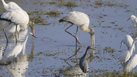 Wood-storks-grazing-in-shallow-wetland-amongst-ibises