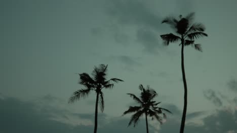 Silhouetted-palm-trees-swaying-in-a-gentle-breeze-at-dusk,-clear-tranquil-mood