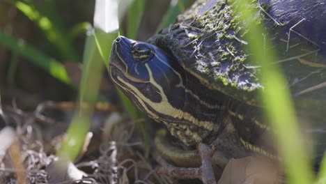 Painted-turtle-sitting-in-grass,-eyes-and-skin