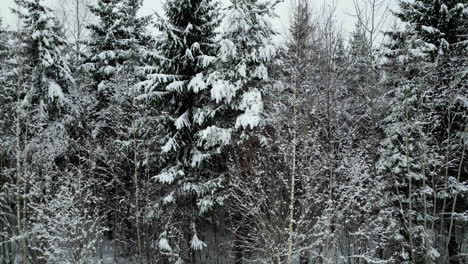 Winter-wonderful-white-spruce-tree-forest-and-frozen-ground,-lift-up-aerial-by-drone