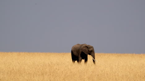 Elefante-Africano-Salvaje-En-La-Sabana-De-Masai-Mara,-Kenia---Plano-Amplio