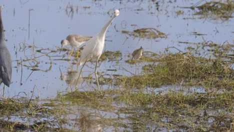 Egret-and-greater-yellowlegs-walking-in-grassy-wetland-eating-and-wading