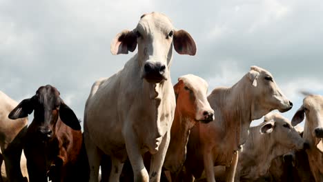 Grupo-De-Vacas-Caminando-Hacia-La-Cámara-rancho-granja-animales