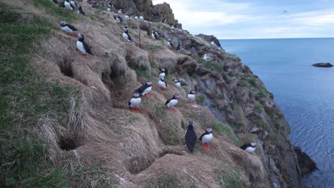 Wide-shot-of-a-mountain-side-full-with-puffins-in-Iceland-on-a-cloudy-day