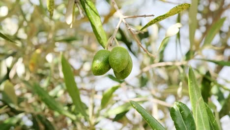 Aceitunas-Verdes-Colgando-De-Un-árbol-En-Un-Olivar