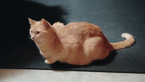 Pretty-Big-Eye-Bright-Orange-Fluffy-Tabby-Female-Cat-Stares-Playfully-Off-To-the-Distance-While-Sitting-Loaf-Calmly-on-a-Rubber-Floor-Mat