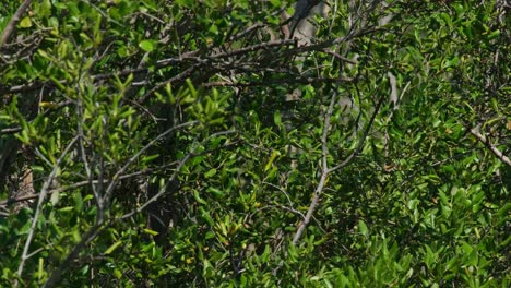 Von-Seinem-Rücken-In-Den-Mangrovenbäumen-Aus-Gesehen,-Fliegt-Er-Dann-Nach-Rechts-Weg,-Halsband-Eisvogel-Todiramphus-Chloris,-Thailand