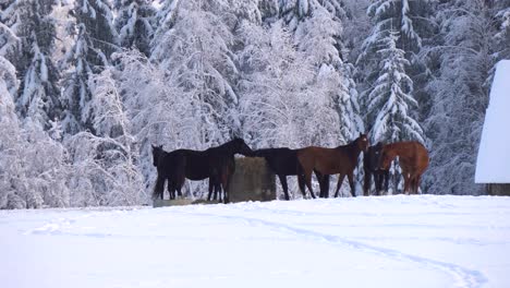 Herde-Pferde-Auf-Der-Suche-Nach-Nahrung-Unter-Dem-Schnee-Im-Berg