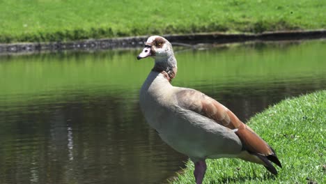 Single-Adult-Egyptian-Goose-Standing-On-Green-Grass-Near-Calm-Lake-On-A-Sunny-Day