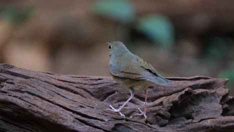 Facing-to-the-left-seen-from-its-back-wagging-its-tail,-Siberian-Blue-Robin-Larvivora-cyane,-Thailand