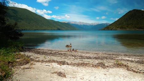 Scenic-shot-of-ducks-gracefully-by-the-lake-shore-with-majestic-mountains-as-a-stunning-backdrop