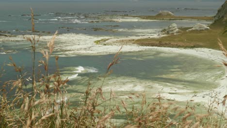 Eine-Robbenkolonie,-Die-Durch-üppiges-Gras-Späht,-Ein-Ruhiger-Blick-Auf-Das-Küstenparadies