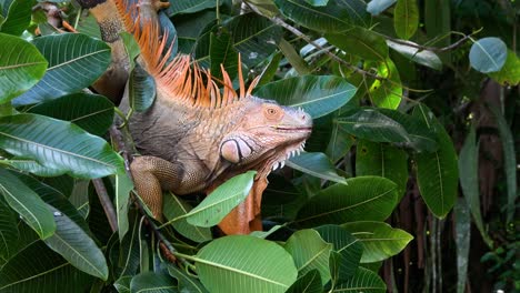 A-green-iguana-eating-leaves