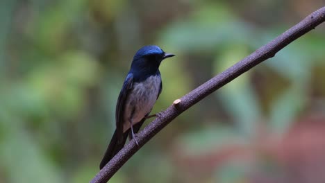 Turned-its-head-towards-the-camera-while-perched-on-a-diagonal-vine,-Hainan-Blue-Flycatcher-Cyornis-hainanus,-Thailand
