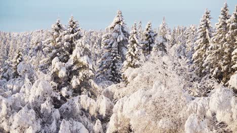 Schneebedeckte-Kiefern-Im-Wald-Im-Winter